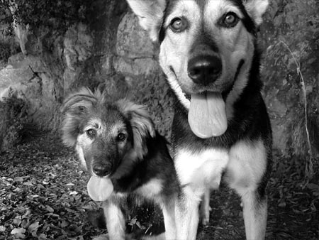 Milla_and_Blu